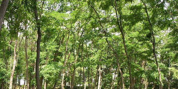  Accès aux parcs et bois municipaux - intempéries