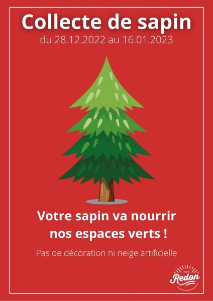 Collecte de sapin